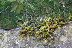 Bulbophyllum neilgherensis